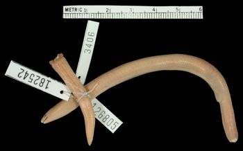 Media type: image;   Herpetology R-126805 Aspect: ventral